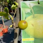 Ázijská hruška (Pyrus Pyrifolia) NASHI ´HOSUI´ 140-160 cm, obvod kmeňa: 4/6 cm, kont. C10L