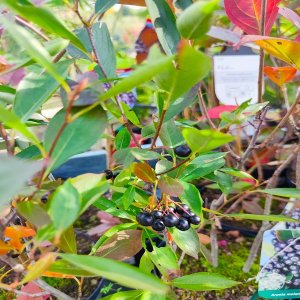 Arónia čerešňolistá (Aronia prunifolia) ´VIKING´ 40-70 cm; kont.1L