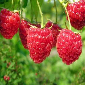 Malina červená (Rubus idaeus) ´POLKA´ - stálerodiaca, 60-80 cm; kont. C1L