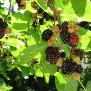 Moruša čierna (Morus nigra) ´Shin-Tso´ - výška 15-40 cm, kont. P9