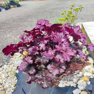 Heuchera ´BERRY SMOOTHIE´, kont. C1L
