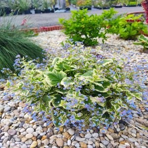 Brunera veľkolistá (Brunnera macrophylla) ´VARIEGATA´, kont. C1L