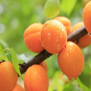 Marhuľa stĺpovitá (Prunus armeniaca) ´Aprigold´ - stredne skorá, 110-130cm - voľnokorenná