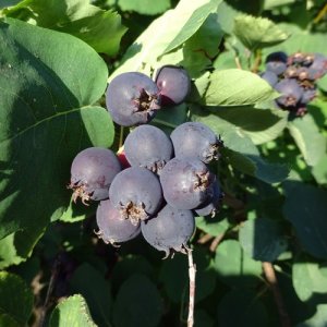 Muchovník jelšolistý (Amelanchier alnifolia) ´THIESSEN´ výška: 40-60 cm, kont. C1L