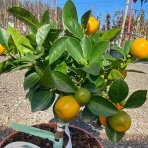 Mandarínka (Citrus clementina) ´CALAMONDINO´ - výška: 25-30 cm, kont. C3.5L - BONSAJ