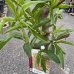 Mandľovník (Prunus dulcis) ´GUARA´  - výška 110-120 cm, obvod kmeňa: 6/8 cm, kont. C10L (-2°C) 