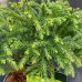 Kryptoméria japonská (Cryptomeria japonica) 'GLOBOSA NANA', ´výška: 25-30 cm, kont. C5L
