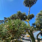 Borovica lesná (Pinus Sylvestris) - výška 175-200 cm, kont. C230L - BONSAJ (-30°C)