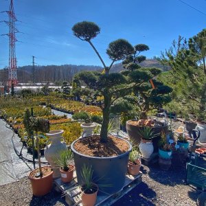 Borovica lesná (Pinus Sylvestris) - výška 175-200 cm, kont. C230L - BONSAJ (-30°C)