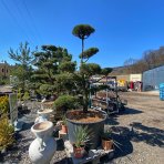 Borovica lesná (Pinus Sylvestris) - výška 175-200 cm, kont. C230L - BONSAJ (-30°C)