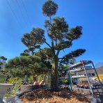 Borovica lesná (Pinus Sylvestris) - výška 175-200 cm, kont. C230L - BONSAJ (-30°C)