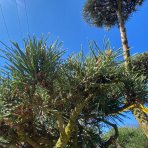 Borovica lesná (Pinus Sylvestris) - výška 175-200 cm, kont. C230L - BONSAJ (-30°C)
