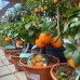 Pomaranč (Citrus x sinensis) ´SALUSTIANA´ - výška: 25-30 cm, kont. C3.5L - BONSAJ