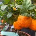 Pomaranč (Citrus x sinensis) ´SALUSTIANA´ - výška: 25-30 cm, kont. C3.5L - BONSAJ