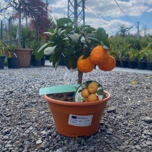 Pomaranč (Citrus x sinensis) ´SALUSTIANA´ - výška: 25-30 cm, kont. C3.5L - BONSAJ