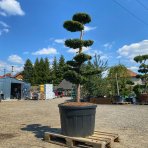 Tis obyčajný (Taxus Baccata) ´DOVASTONII AUREA´ výška: 150-175 cm, kont. C180L - BONSAJ