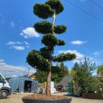 Tis obyčajný (Taxus Baccata) ´DOVASTONII AUREA´ výška: 150-175 cm, kont. C180L - BONSAJ