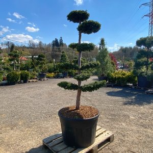 Tis obyčajný (Taxus Baccata) ´DOVASTONII AUREA´ výška: 150-175 cm, kont. C180L - BONSAJ