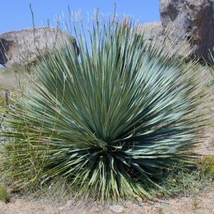 Yucca Rostrata výška: 30+ cm, kont. C5L(-22°C)
