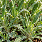 Tarica (tarička) horská (Alyssum montanum) 'BERGGOLD' – výška 20-30 cm, kont. P9