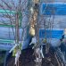 Egreš stromkový zelený (Grossularia uva-crispa) ´HINNONMAKI GREEN´ - stredne skorý, 60-90 cm; voľnokorenný