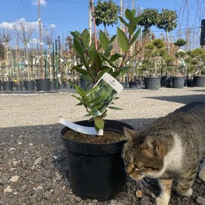 Vavrín pravý - Laurus nobilis (bobkový list) - výška 30-40 cm, kont. C5L