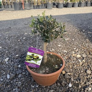 Olivovník európsky (Olea europaea) (-12°C) - výška 30+ cm, kont. C4L - BONSAJ