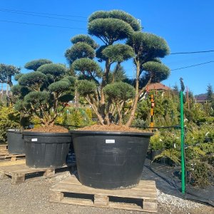 Borovica lesná  (Pinus Sylvestris) ´WATERERI´ (-30°C) - výška: 150-175 cm, kont. C500L