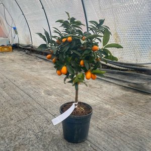 Kumquat (Kumquat) ´FORTUNELLA MARGARITA´ - výška 50-60 cm, kont. C5L - na kmienku