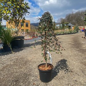 Skalník Dammerov (Cotoneaster dammeri) ´MAJOR´ – výška 50-70 cm, kont. C4L - na kmienku 