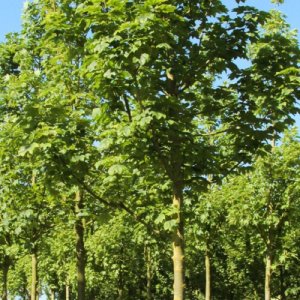 Javor mliečny (Acer platanoides) ´BRUCHEM´ - výška 160-210 cm, kont. C20L