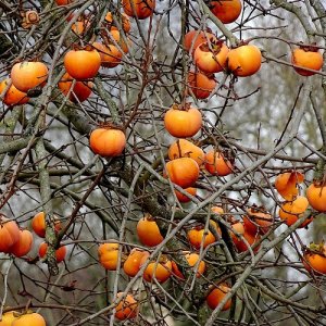 Ebenovník rajčiakový - Hurmikaki (Diospyros kaki) ´MUSCAT´ - výška 120-150 cm, obvod kmeňa: 6/8 cm, kont. C10L (-18°C)