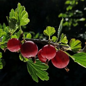 Egreš stromkový červený (Grossularia uva-crispa) ´HINNONMAKI ROT´ - stredne skorý, 60-90 cm; voľnokorenný