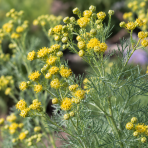 Palina abrotanová - božie drievko (Artemisia abrotanum) ‘COLA’ – kont. P9