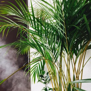 Dypsis žltkastá (Dypsis lutescens) - výška 60-70 cm, kont. C3L