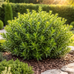 Filirea úzkolistá (Phillyrea angustifolia) ´GREEN UP´ - výška 50-70 cm, kont. C3L