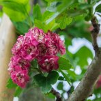 Hloh obyčajný (Crataegus Laevigata) ´PAUL´S SCARLET´ - výška 290-340 cm, obvod kmeňa: 6/8 cm, kont. C35L