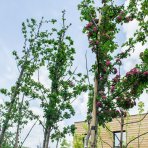 Hloh obyčajný (Crataegus Laevigata) ´PAUL´S SCARLET´ - výška 290-340 cm, obvod kmeňa: 6/8 cm, kont. C35L