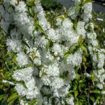 Višňa žľaznatá (Prunus glandulosa) ´ALBA PLENA´ výška: 110-130 cm, kont. C2L 