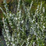 Višňa žľaznatá (Prunus glandulosa) ´ALBA PLENA´ - výška 40-60 cm, kont. C3L 