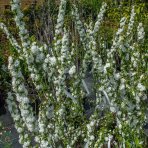 Višňa žľaznatá (Prunus glandulosa) ´ALBA PLENA´ výška: 110-130 cm, kont. C2L 