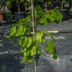 Buk lesný (Fagus sylvatica) ´DAWYCK GOLD´ - výška 60-100 cm, kont. C3L 