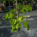Buk lesný (Fagus sylvatica) ´DAWYCK GOLD´ - výška 60-100 cm, kont. C3L 
