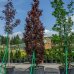 Buk lesný (Fagus sylvatica) ´DAWYCK PURPLE´ výška: 350-400 cm, obvod kmeňa: 20/25 cm, kont. C180L (-34°C)
