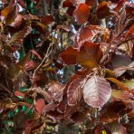 Buk lesný (Fagus sylvatica) ´DAWYCK PURPLE´ výška: 350-400 cm, obvod kmeňa: 20/25 cm, kont. C180L (-34°C)