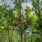 Hloh obyčajný (Crataegus Laevigata) ´PAUL´S SCARLET´ - výška 290-340 cm, obvod kmeňa: 6/8 cm, kont. C35L