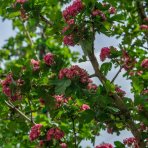 Hloh obyčajný (Crataegus Laevigata) ´PAUL´S SCARLET´ - výška 290-340 cm, obvod kmeňa: 6/8 cm, kont. C35L