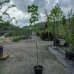 Javor mliečny (Acer platanoides) - výška 190-250 cm, kont. C20L