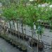 Vŕba čiernokvetá (Salix Gracilistyla Melanostachys) ´KUROME´ - výška 110-130 cm, kont. C3L