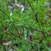 Vŕba čiernokvetá (Salix Gracilistyla Melanostachys) ´KUROME´ - výška 110-130 cm, kont. C3L